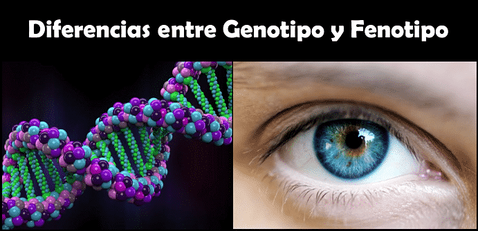 genotipo y fenotipo