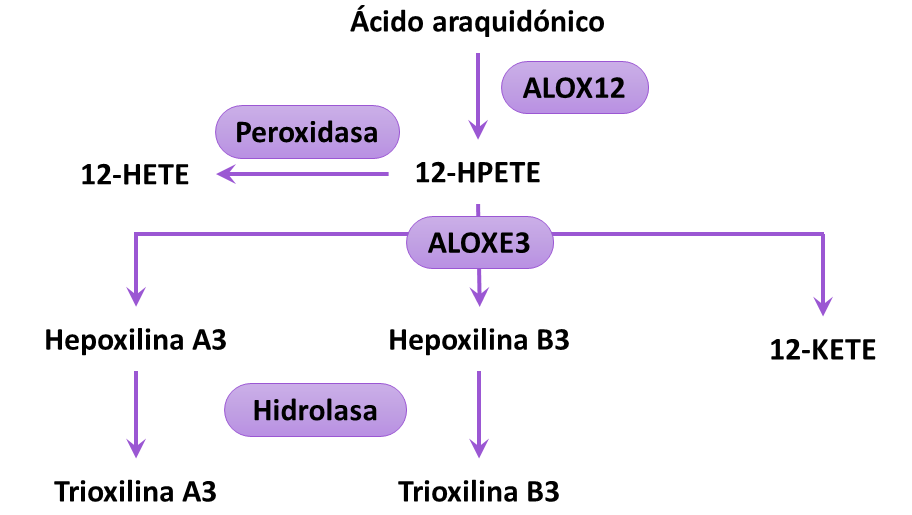 2021-04-08 mutaciones de ALOXE3